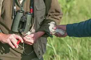 Sandwich: Sandwich Tern