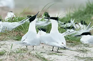 Sandwich: Sandwich Tern