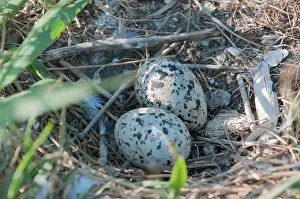 Sandwich: Sandwich Tern
