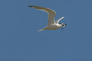Sandwich: Sandwich Tern
