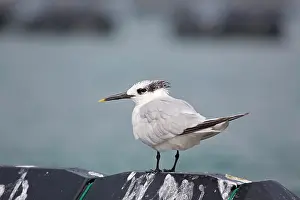 Sandwich: Sandwich Tern - adult - Autumn
