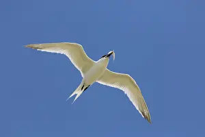 Sterna: Sandwich Tern - adult bird in flight with a fish