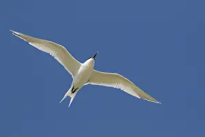 Sterna: Sandwich Tern - adult bird in flight - Netherlands