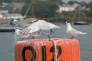 Sandwich: Sandwich Tern - adult and juvenile - Autumn