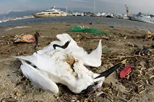 Sandwich: Sandwich Tern - adult lying dead among rubbish