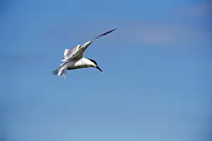 Sandwich: Sandwich tern - bird in flight