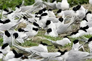 Sandwich: Sandwich Tern - birds in nesting colony