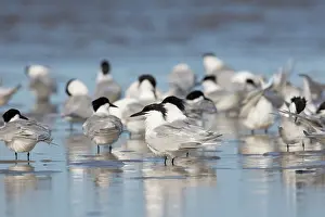 Sterna: Sandwich Tern - birds resting in shallow water -