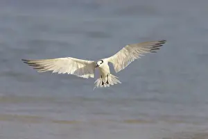 Sandvicensis: Sandwich Tern coming in to land