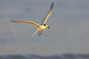Sandvicensis: Sandwich Tern coming in to land