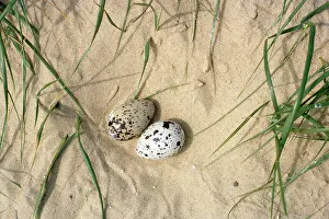 Nancy Jennings: Sandwich Tern - eggs