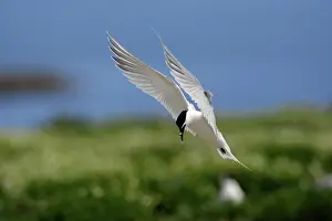 Sandwich: Sandwich Tern - with fish in beak, about to land