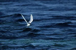Sandvicensis: Sandwich Tern - Fishing from Sea