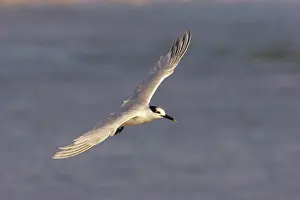 Sandvicensis: Sandwich Tern in flight