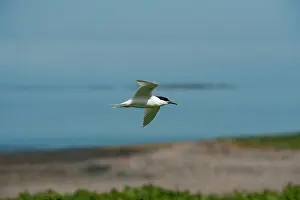 Sandwich: Sandwich tern - in flight