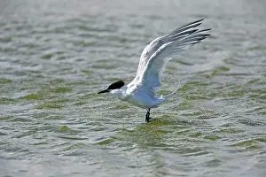Sandwich: Sandwich Tern - in flight bathing in sea Island