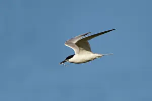 Sandvicensis: Sandwich Tern - in flight - carrying a fish in mouth