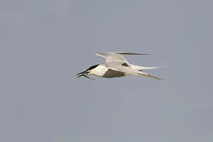 Sandwich: Sandwich Tern - in flight with fish