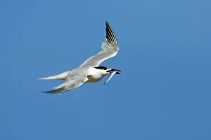 Sandwich: Sandwich Tern - in flight with fish in beak