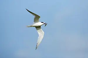 Sandwich: Sandwich Tern - in flight with fish in beak