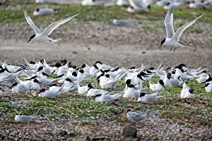 Sandwich: Sandwich Tern - in flight over nesting colony Island