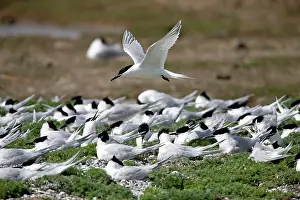 Sandwich: Sandwich Tern - in flight over nesting colony Island