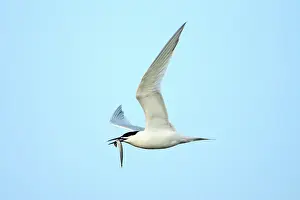 Sandwich: Sandwich Tern - in flight, with Sandeel in beak