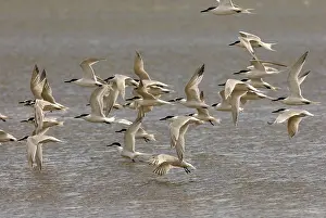 Sandwich: Sandwich Tern - Flock in flight