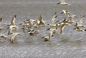 Sandwich: Sandwich Tern - Flock in flight