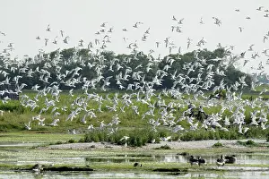 Sandwich: Sandwich Tern - flock flying over nesting colony