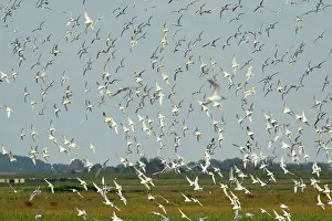 Sandwich: Sandwich Tern - flock flying over nesting colony