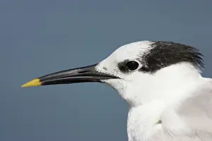 Sandwich: Sandwich Tern - head