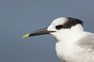Sandvicensis: Sandwich Tern head shot