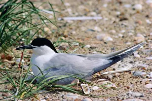 Sandwich: Sandwich Tern - at nest