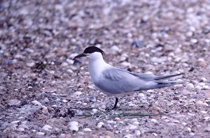 Tern: SANDWICH TERN - At nest