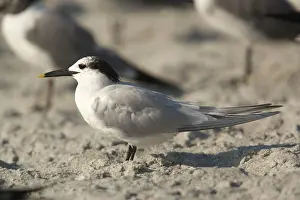 Sandwich: Sandwich Tern - in non-breeding plumage