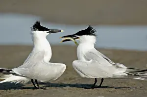 Sandwich: Sandwich Tern offering fish