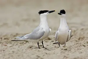 Sandwich: Sandwich Tern - Pair in courtship