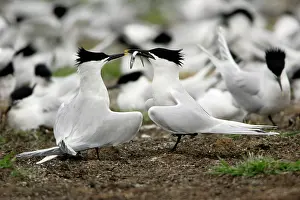 Sandwich: Sandwich Tern - pair courtship displaying