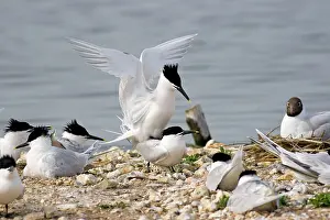 Sandwich: Sandwich Tern - Pair mating