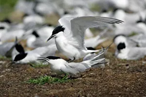 Sandwich: Sandwich Tern - pair mating on edge of nesting colony