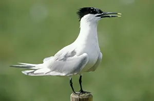 Sandwich: Sandwich TERN - on perch