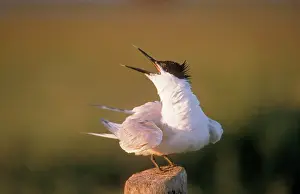 Sandwich: Sandwich Tern - on perch, beak open