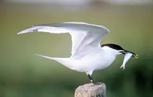 Sandwich: Sandwich TERN - perched with fish in beak