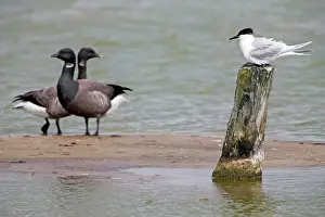 Sandwich: Sandwich Tern - perched on post by water Island