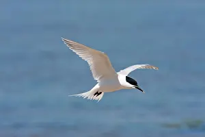 Sandwich: Sandwich Tern - Single adult in flight