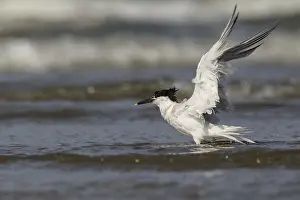 Sterna: Sandwich Tern (Sterna sandvicensis) flapping it