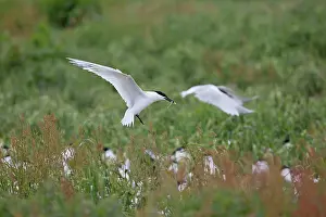 Sandwich: Sandwich Tern - Summer