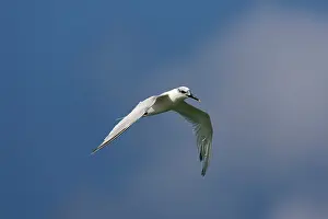 Sandwich: Sandwich Tern - winter plumage - in flight