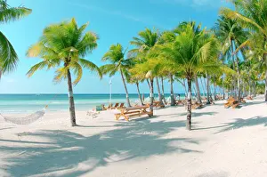 Arecaceae: Sandy beach with palm trees, Bohol Island, Philippines